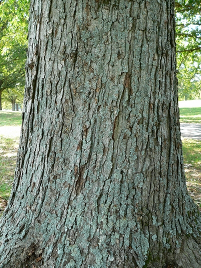 {Quercus lyrata}